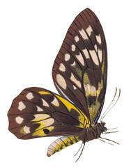 Vintage Illustration Of A Butterfly With Transparent Background, Colorful Butterfly Flying, Macro