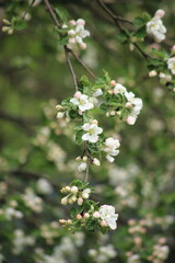 White flowers and pink buds of an apple tree on the background of a spring garden. Vertical frame. High quality photo