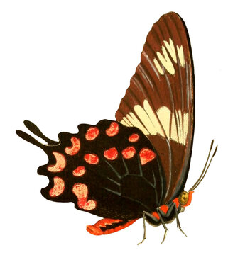 Vintage Illustration Of A Butterfly With Transparent Background, Colorful Butterfly Flying, Macro