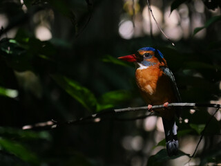 Martin-chasseur moine