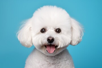 Obraz premium Portrait of a funny bichon frise isolated on solid color backdrop