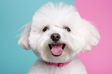 Portrait of a funny bichon frise while standing against solid color backdrop