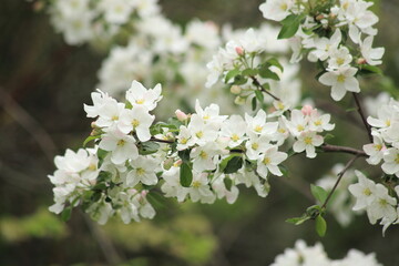 Background of white apple blossoms. High quality photo