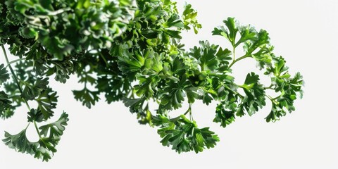 A detailed view of a cluster of green leaves