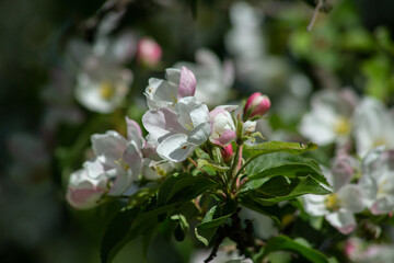 Obraz premium Blooming spring garden, apple tree branch with white and pink flowers and buds on a blurred garden background in the sun's rays . High quality photo