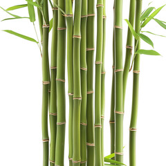 Bamboo stalks with tall, slender forms and distinctive nodes on transparent background - Ai Image