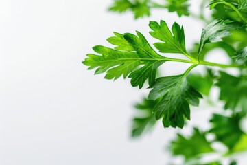 A detailed view of a plant's green leaves, suitable for illustrations or scientific purposes
