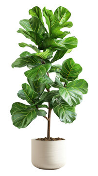 Vibrant fiddle leaf fig in a white pot on a white background. Perfect for home decor, interior design, and greenery enthusiasts.