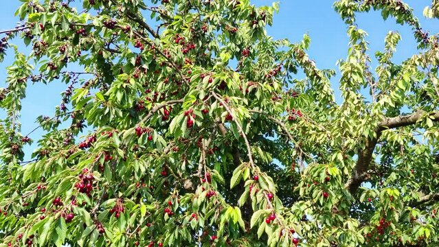 leckere reife rote Kirschen am Kirschbaum mit leicht im Wind wiegenden Bl&auml;ttern - Fr&uuml;chte, gesund, vitaminreich, Kirschernte, lecker, saftig, windig, Sommer, Garten, Nahaufnahme

