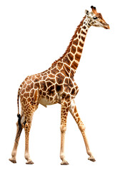 Naklejka premium Giraffe isolated on transparent background, wild life concept, realistic illustration, generative ai