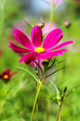Obraz premium Purple blooming cosmos flower in the nature garden