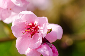 Obraz premium A pink flower with a green stem. The flower is in full bloom and has a pleasant, delicate appearance