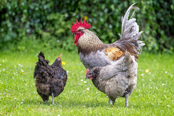 Close up of majestic cockerel with red comb and two hens in grassy meadow.