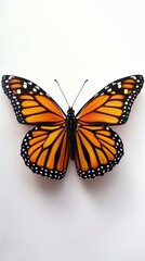 Fototapeta premium Monarch butterfly with detailed wings on white background, nature and wildlife concept