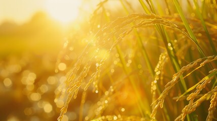 Golden Rice Field at Sunset