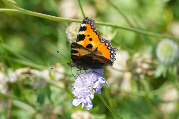Small Tortoiseshell Butterfly (Aglais urticae) sitting on a small scabious in Zurich, Switzerland