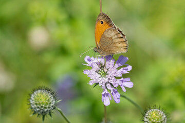 Meadow brown (maniola jurtina) butterfly sitting on a small scabious in Zurich, Switzerland