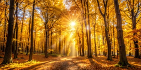 Fototapeta premium Golden autumn forest with sunlight