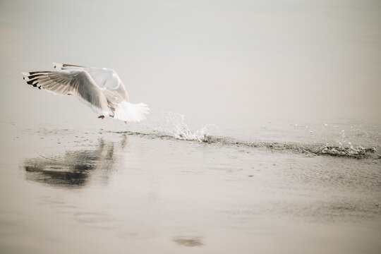 Seagull landing on the water open sea with splashes 
