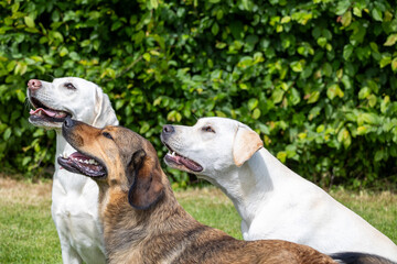 Three dogs are sitting in a grassy area, with one of them being a brown dog