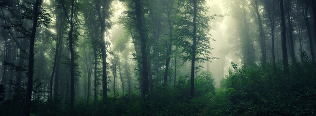 lush green forest in fog, natural jungle panorama