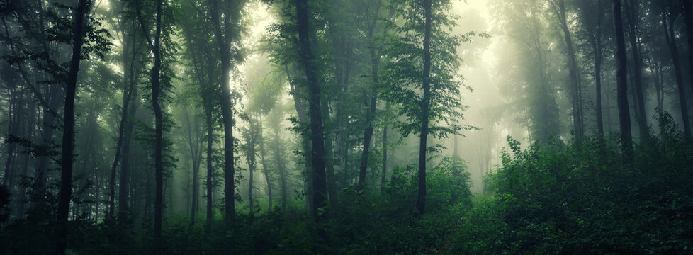lush green forest in fog, natural jungle panorama