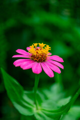 Nature's beauty on full display! These wild flower have sprouted up in my garden, reminding us to appreciate the simple joys in life.