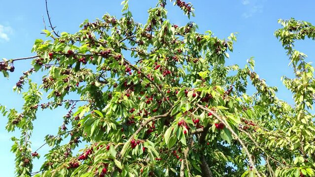 leckere reife rote Kirschen am Kirschbaum mit leicht im Wind wiegenden Bl&auml;ttern - Fr&uuml;chte, gesund, vitaminreich, Kirschernte, lecker, saftig, windig, Sommer, Garten, Nahaufnahme
