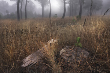 Pine forest shrouded in fog with dry grass and wood in the foreground. Fire risk concept