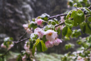 Delicate pink flowers of an apple tree under wet snow during a snowfall in the spring garden