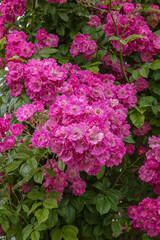 Climbing rose Mrs. F. W. Flight. Exquisite selected varieties of roses