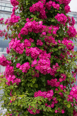Climbing rose Mrs. F. W. Flight. Exquisite selected varieties of roses. Vertical photo
