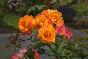 Flowerbed Roses Sahara. Exquisite selected varieties of roses