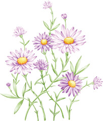 vector illustration of purple daisy flower with separate layers