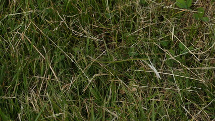 grass in the wind