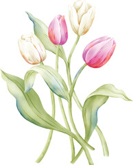vector illustration of tulips with separate layers