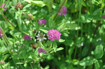 Klee, Natur, Garten, Pflanze, Hintergrund, Grün, Lila, Licht