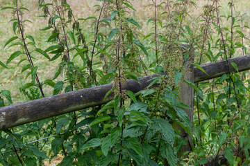 old wooden fence between nettles