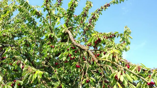 leckere reife rote Kirschen am Kirschbaum mit leicht im Wind wiegenden Bl&auml;ttern - Fr&uuml;chte, gesund, vitaminreich, Kirschernte, lecker, saftig, windig, Sommer, Garten, Nahaufnahme
