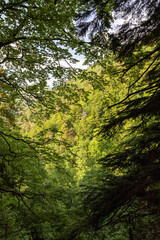 Fototapeta premium Bois du chapitre