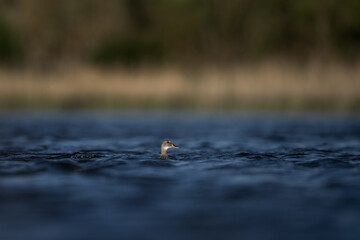 Mallard on the pond. Wild duck behind waves. European wildlife. 