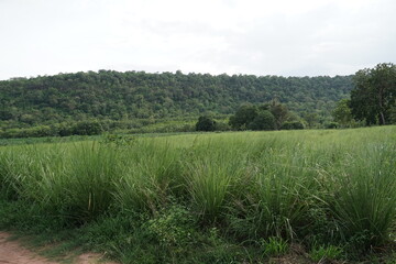 Vetiver grass is grown in the orchard.