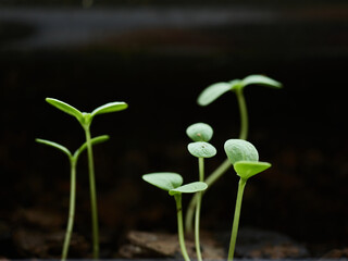 Organic Homegrown Zinnia Sprouts Growing in Garden