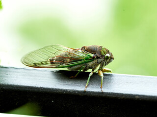 Macro Close Up Shot of Annual Cicada