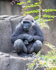 Portrait of a gorilla