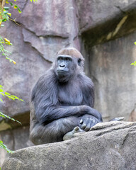 Portrait of a gorilla