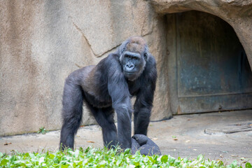 Portrait of a gorilla in the zoo