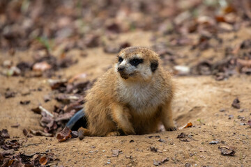 meerkat on guard