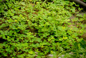 clover leaves in green lawn, background texture wallpaper pattern