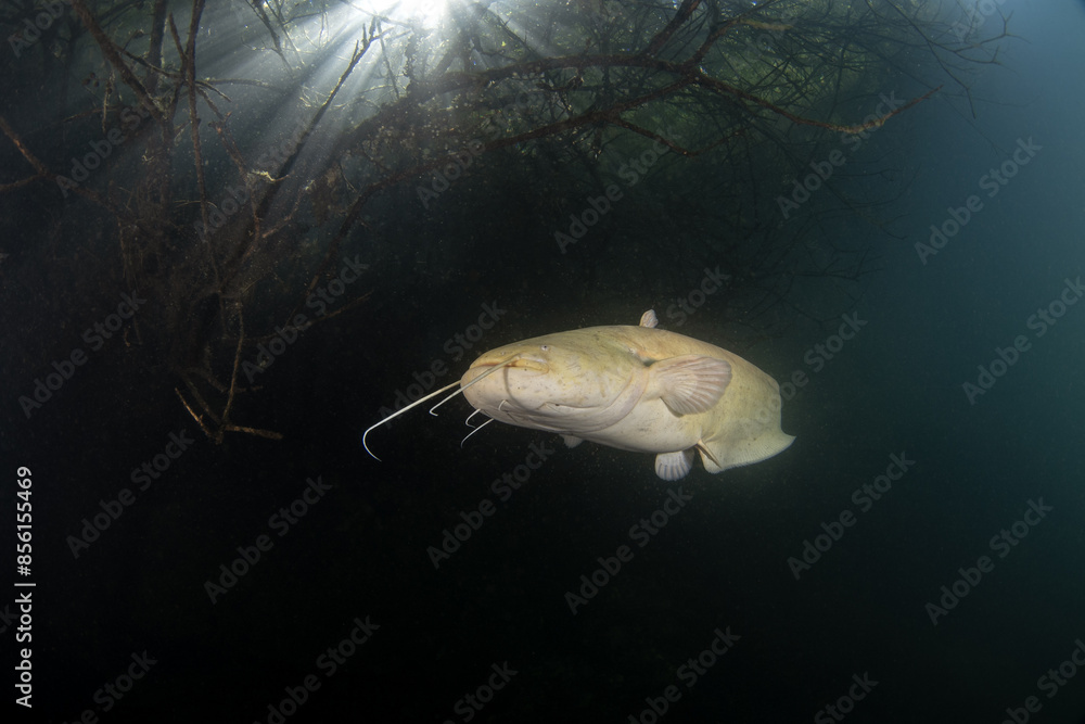 Poster wels catfish is near the bank. albino wels during dive. european fish in fresh water. huge fish with